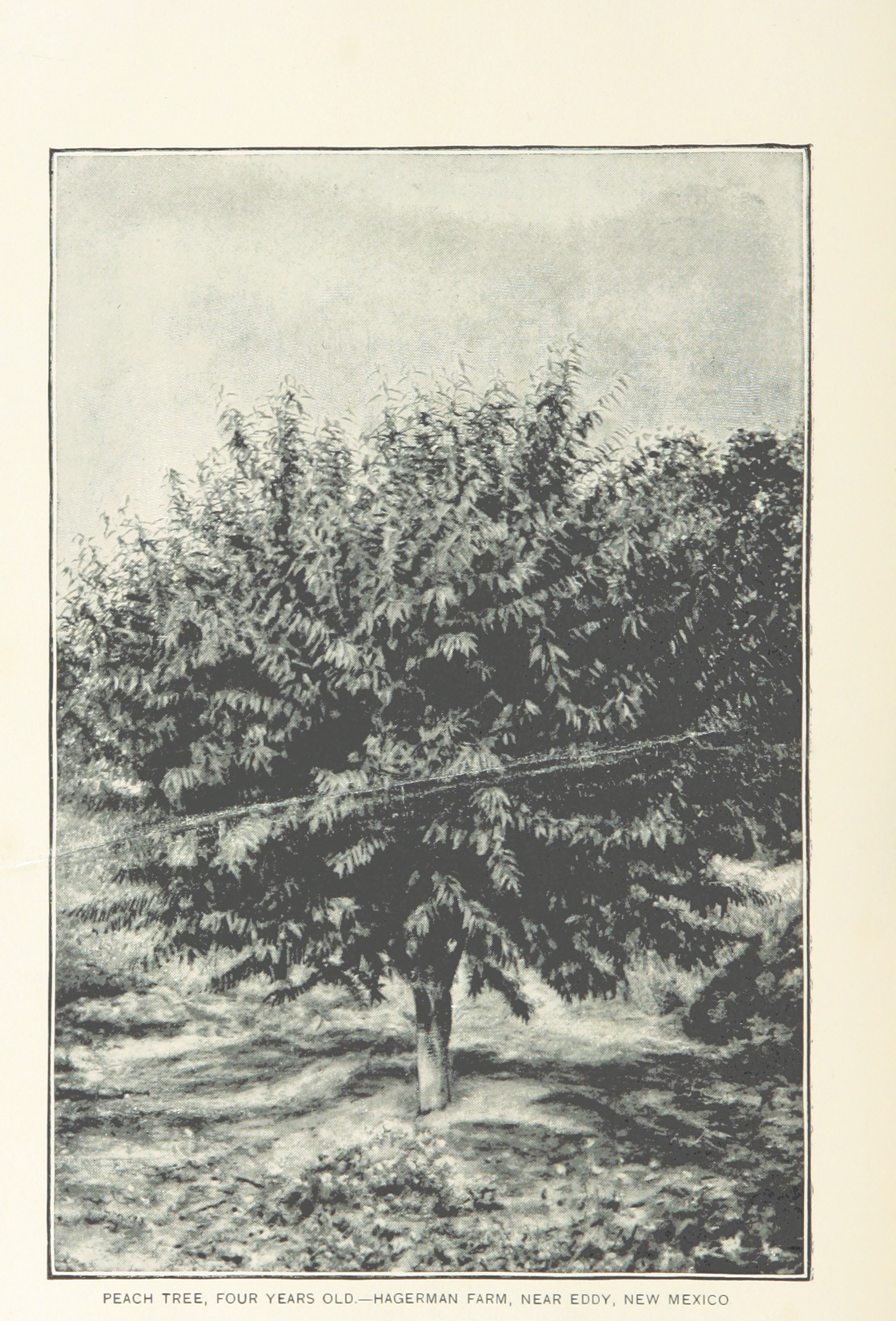 peach tree from "The Pecos Valley, the Fruit Belt of New Mexico. [Illustrated.]".