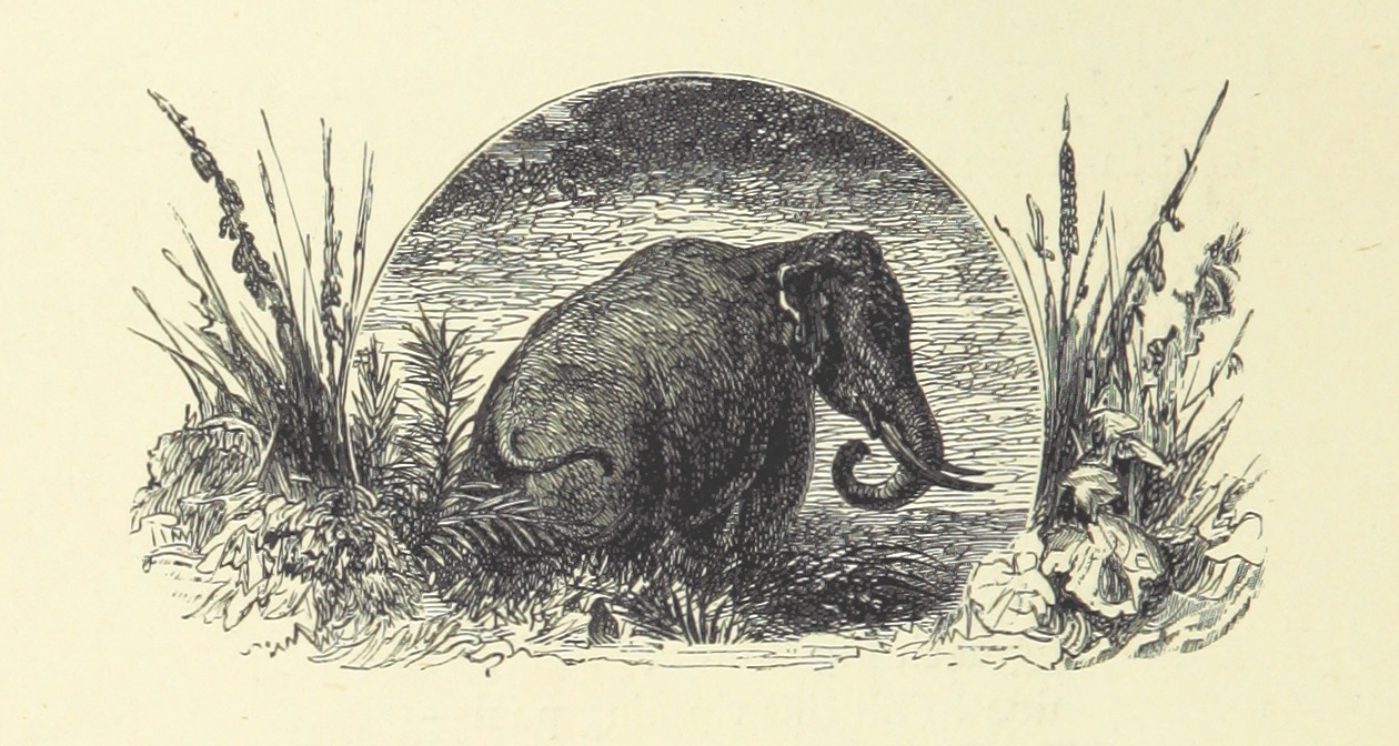 elephant from "Woodland Romances; or, Fables and Fancies".