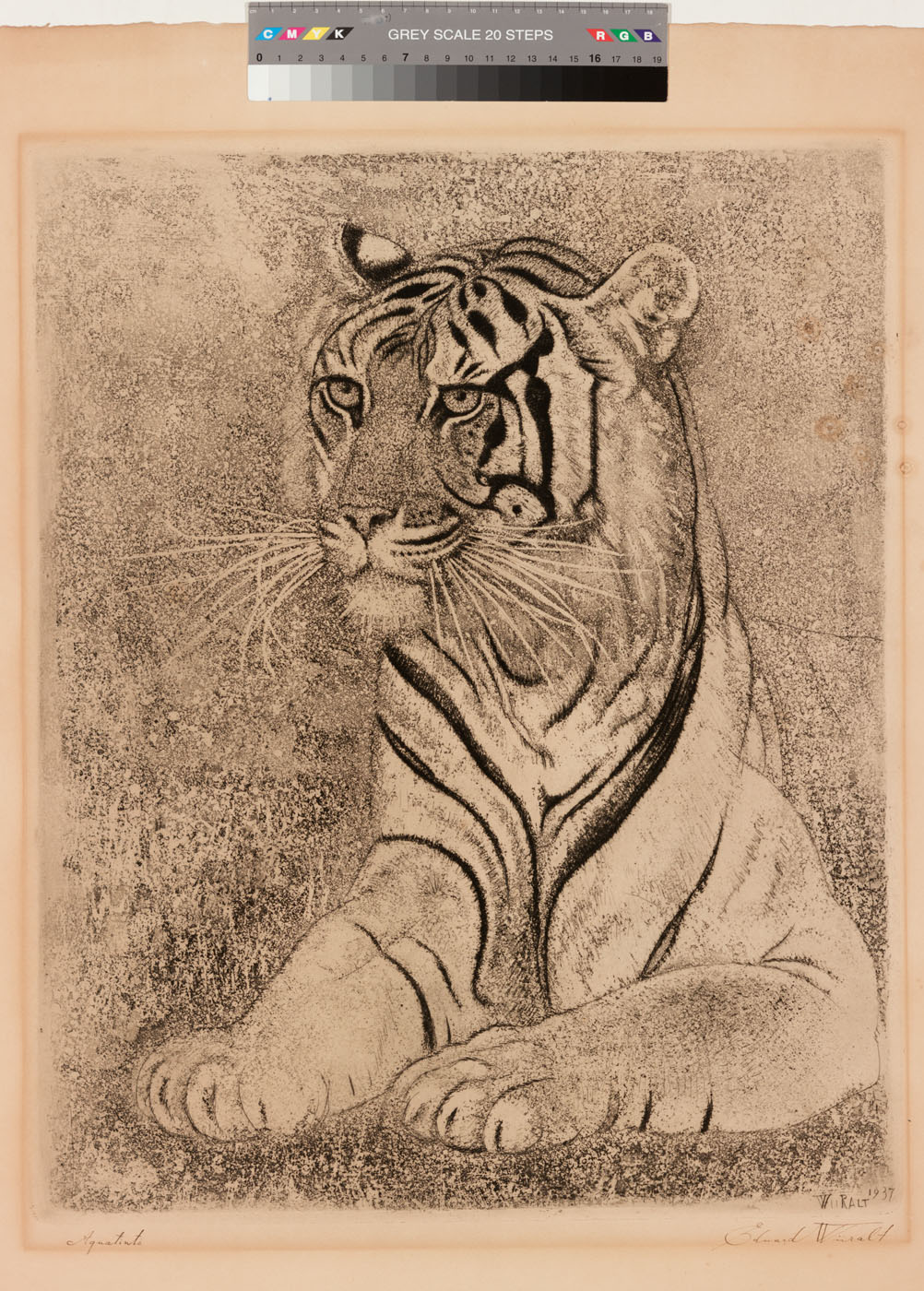 Tiiger