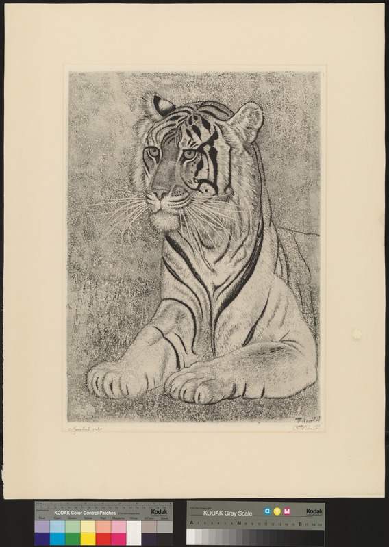 Tiiger