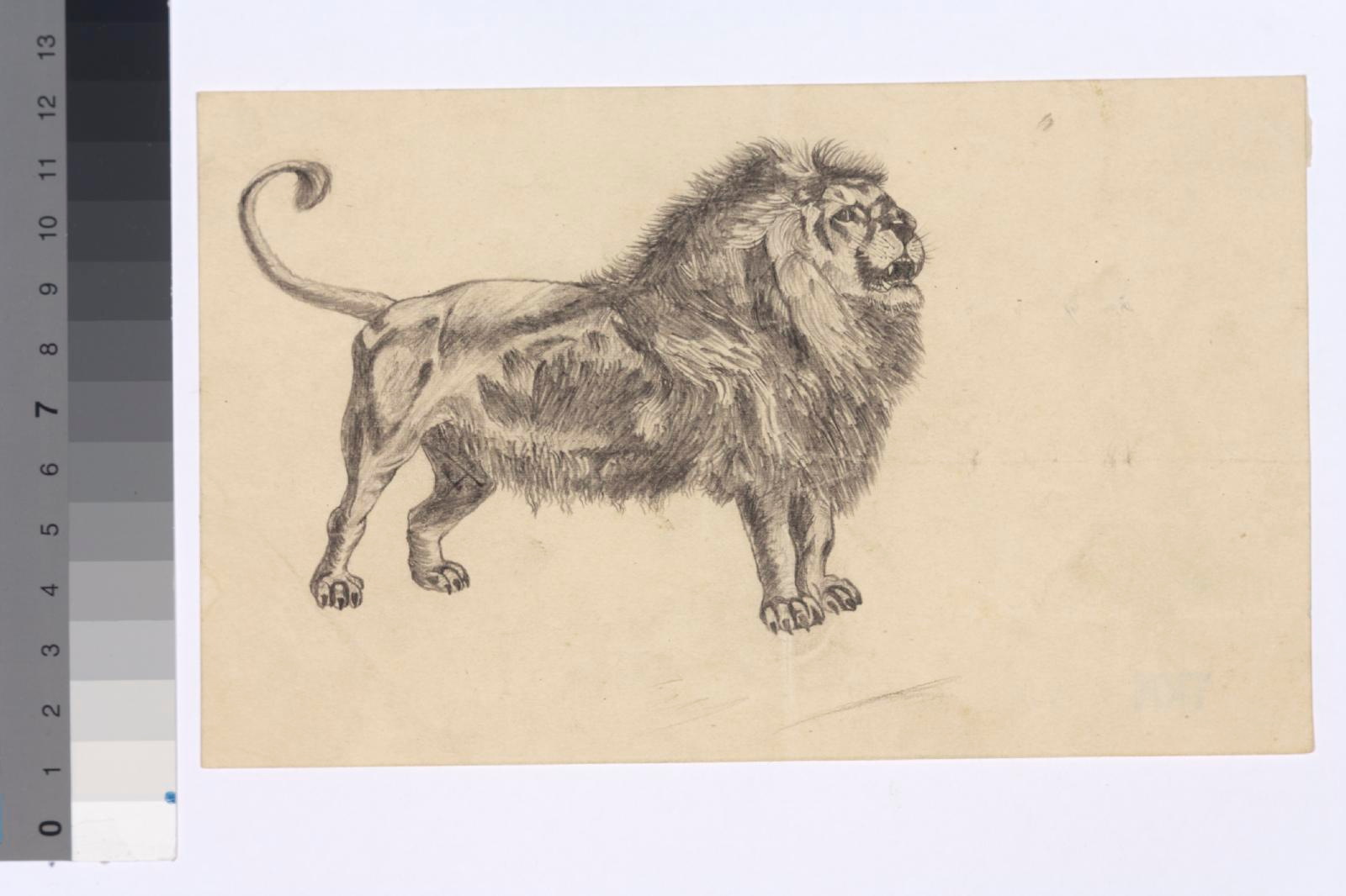 lion