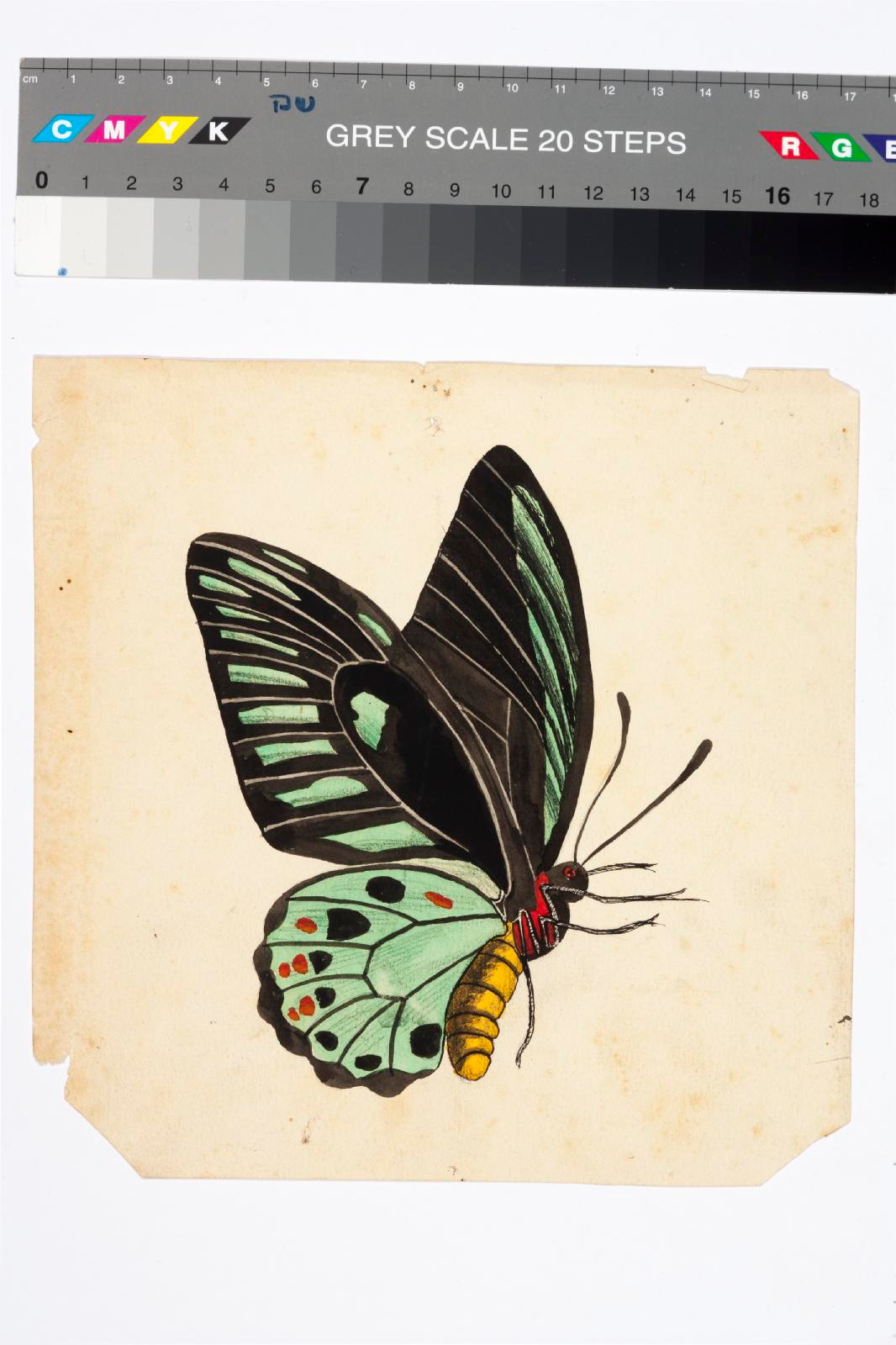 butterfly