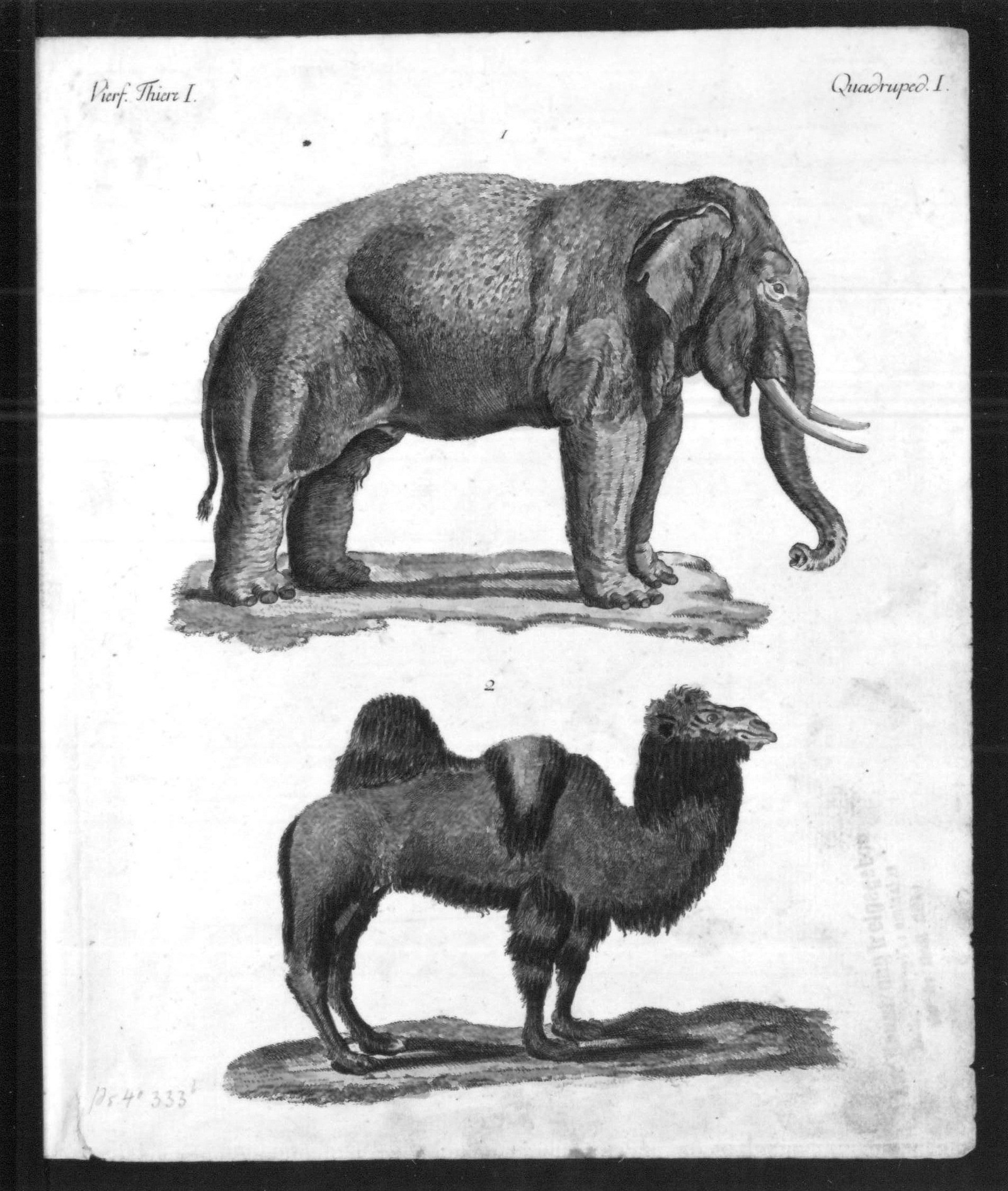 Indian elephant and tramp animal