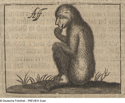 Monkey