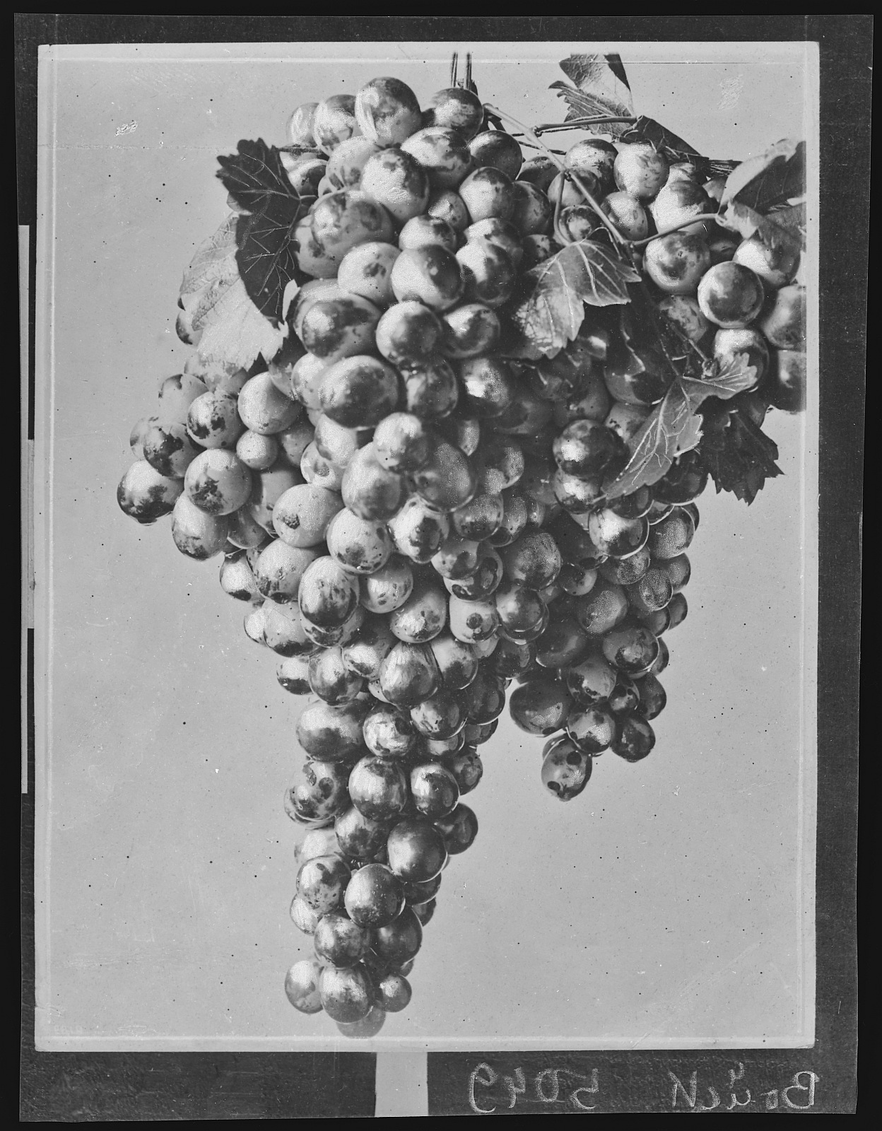 ABunch of California Grapes