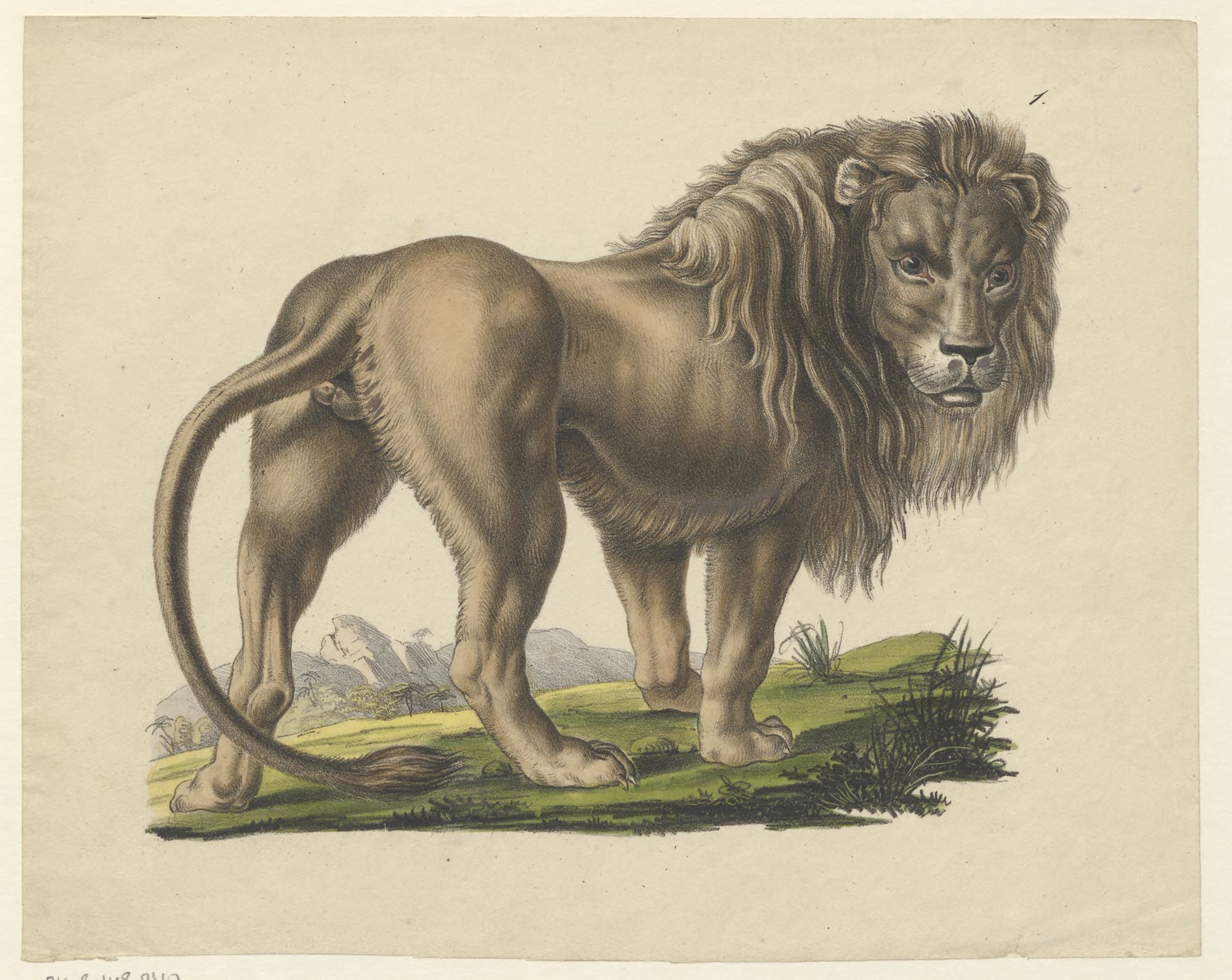 The lion.