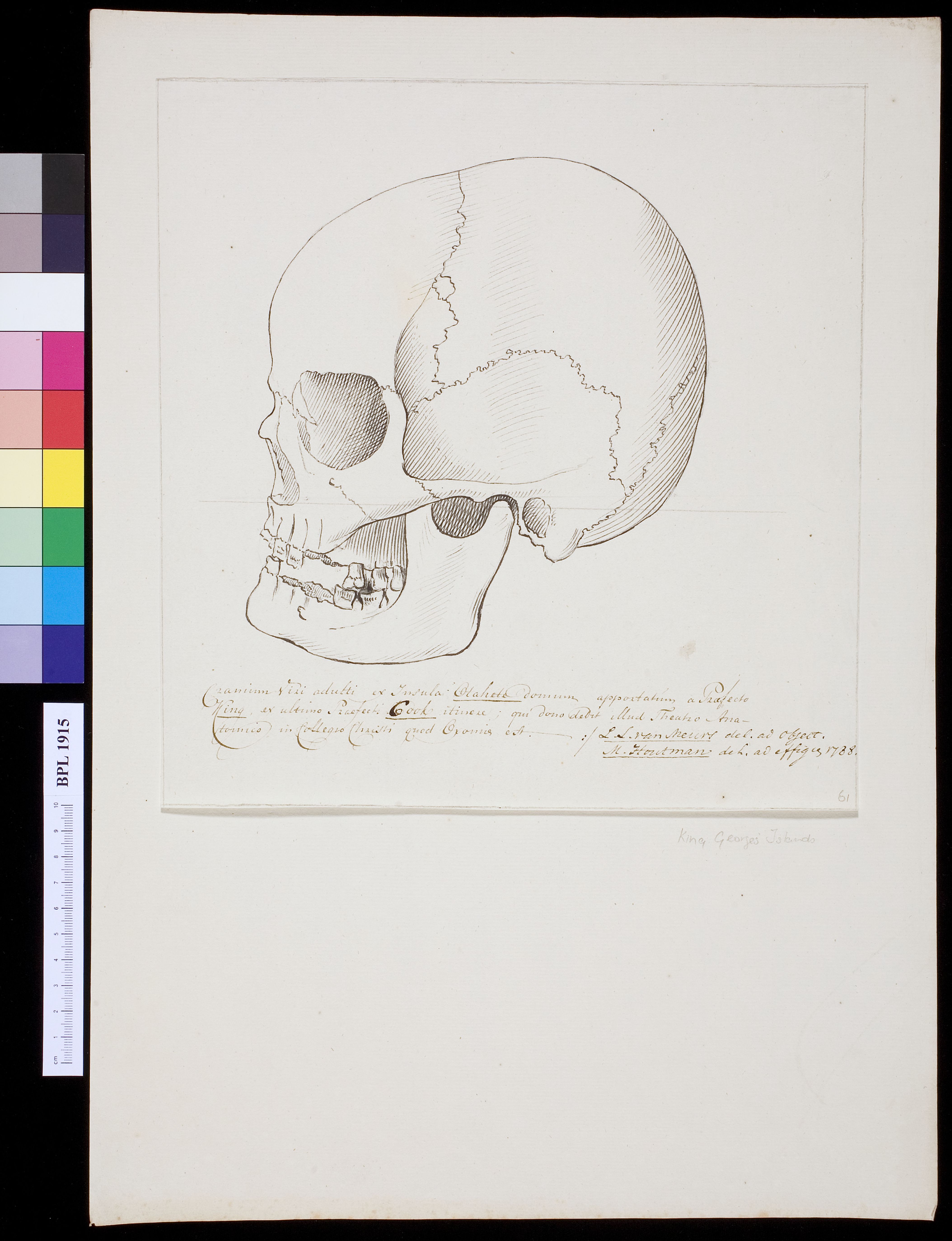 Skull