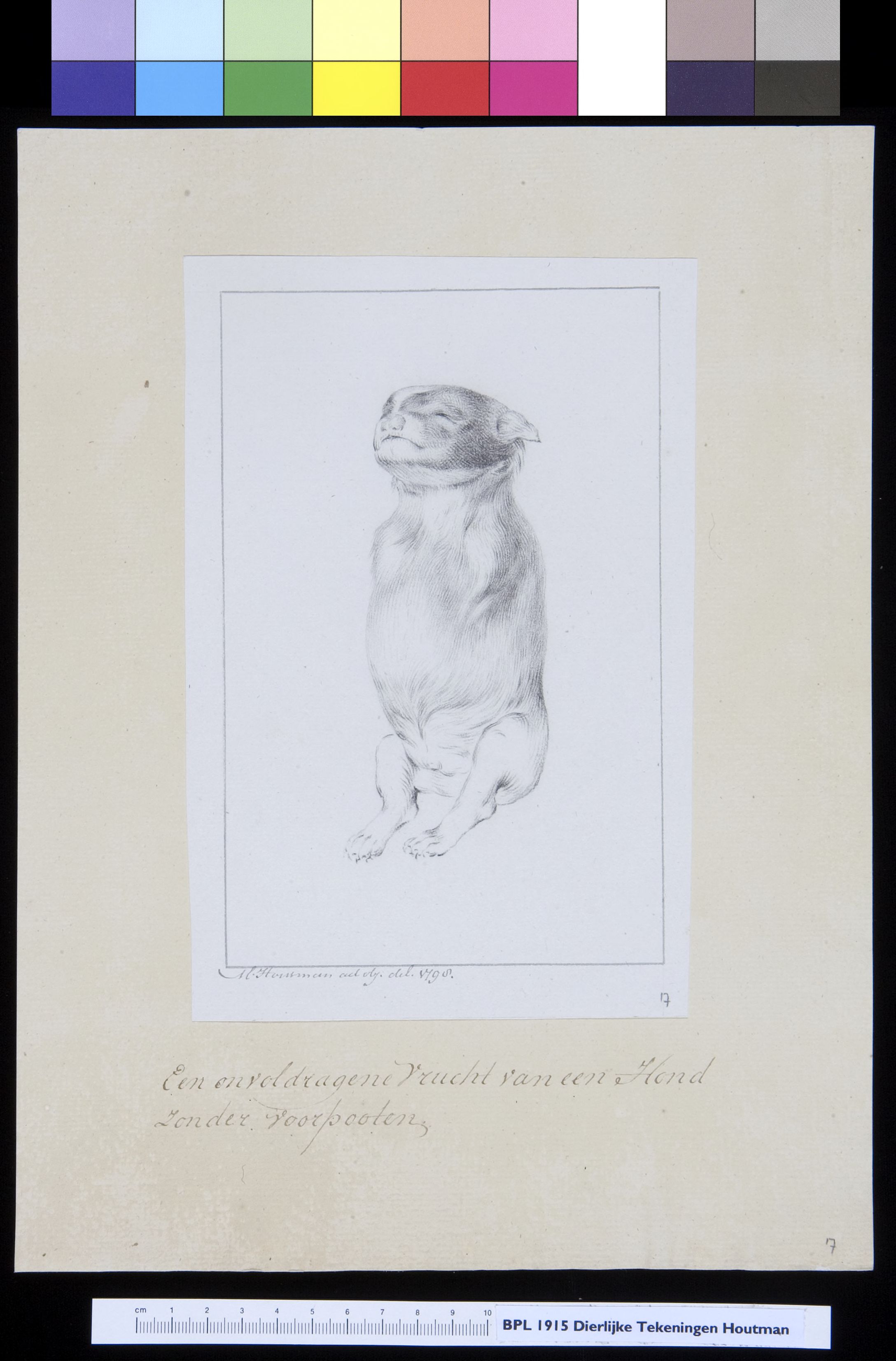 Animals: dog, foetus