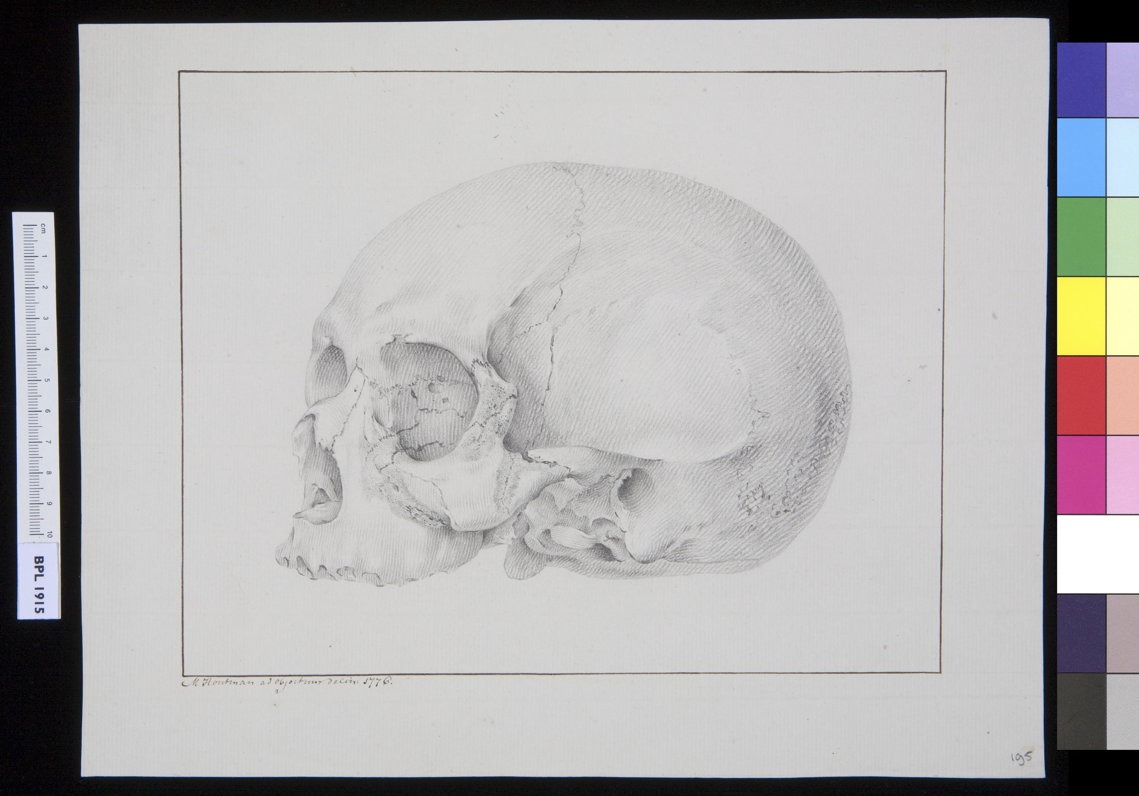 Skull