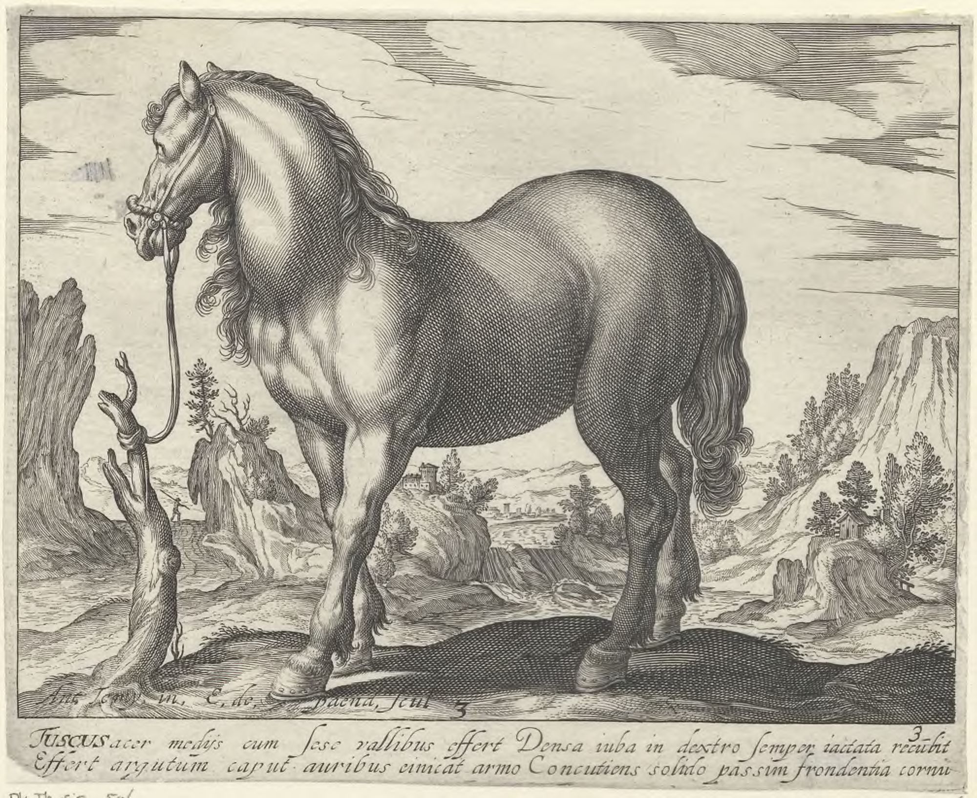 Horse breeds: Landscape with a Tuscan horse