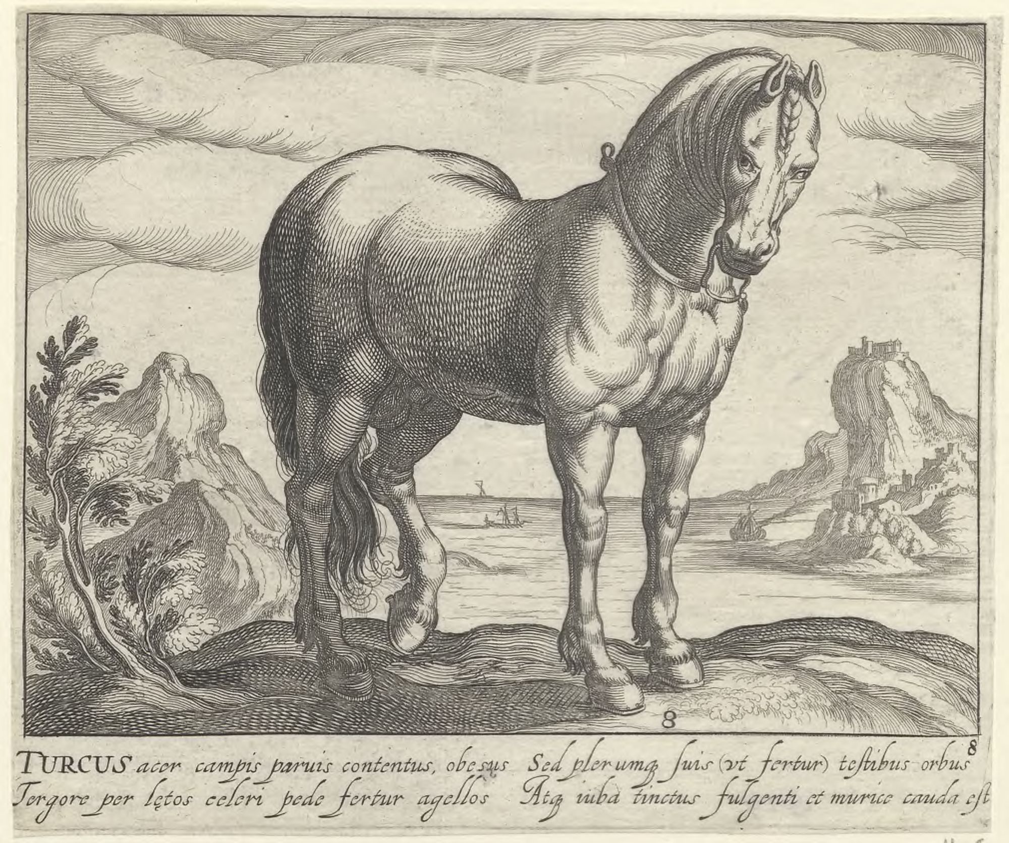 Horse breeds: Landscape with a Turkish horse