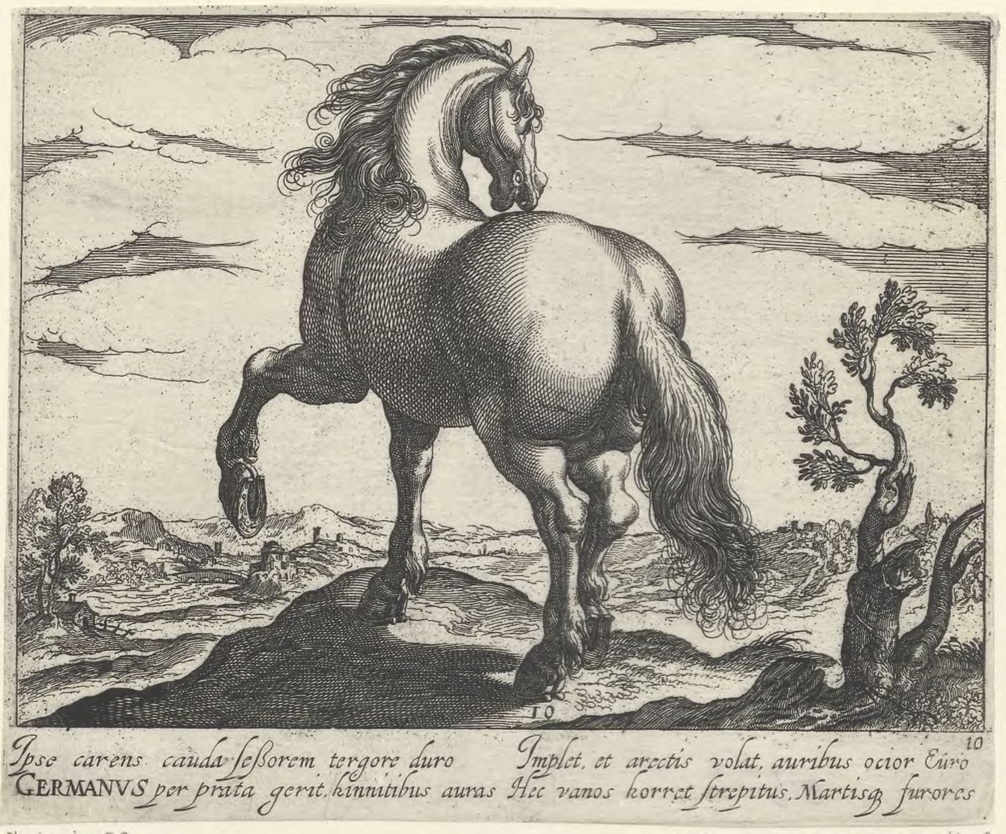 Horse breeds: Landscape with a German horse