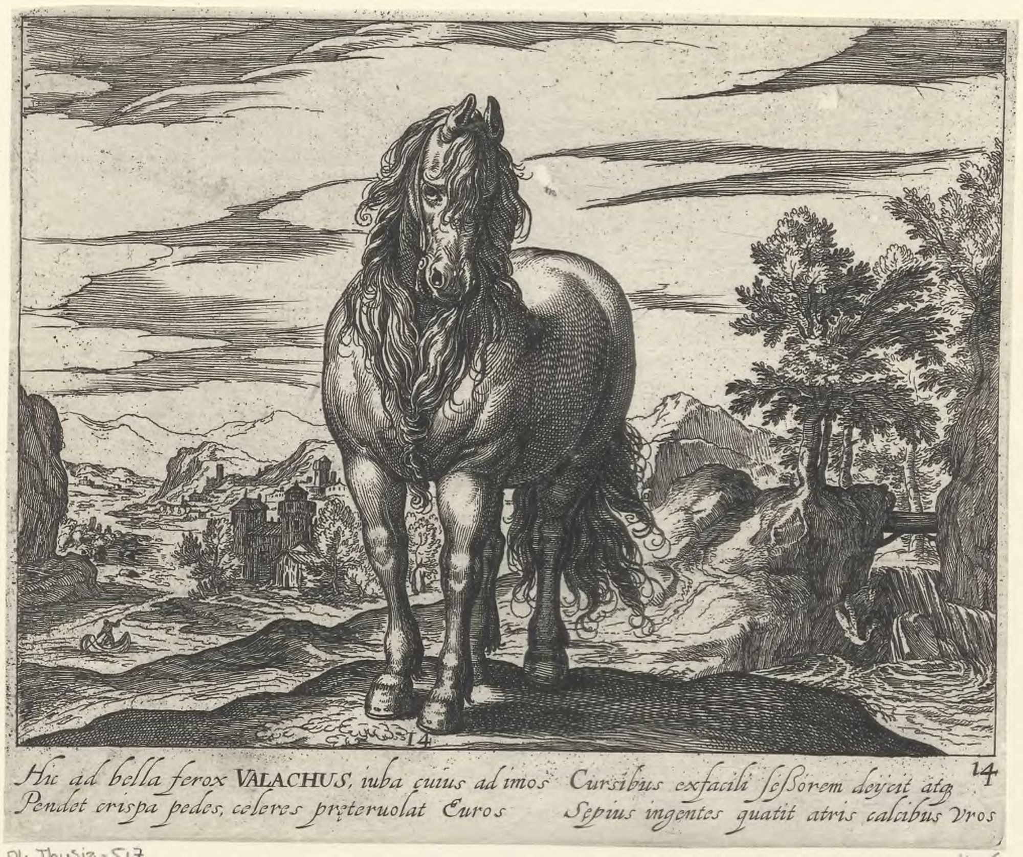 Horse breeds: Landscape with a Romanian horse