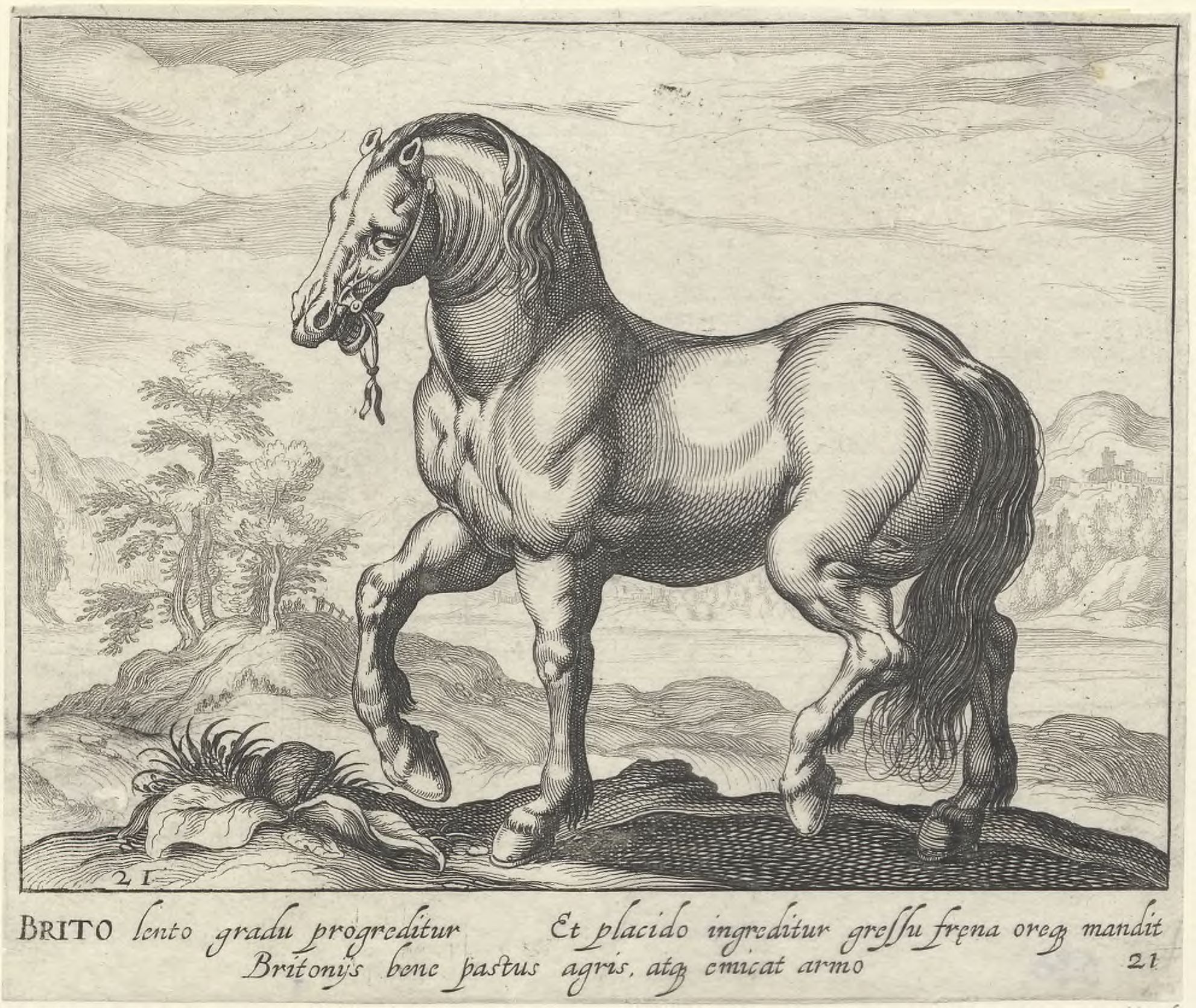 Horse breeds: Landscape with a British horse