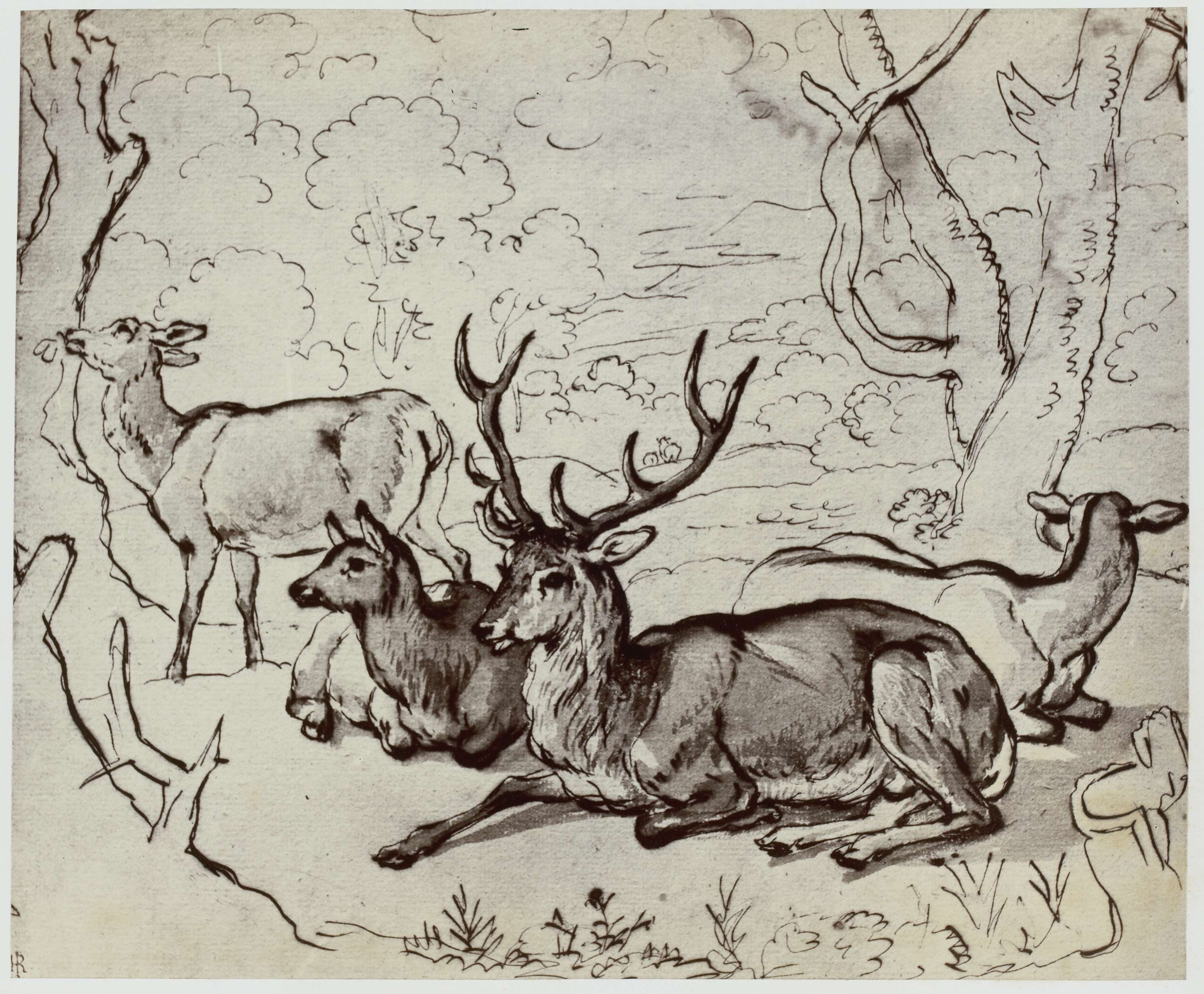 Ridinger, A Deer