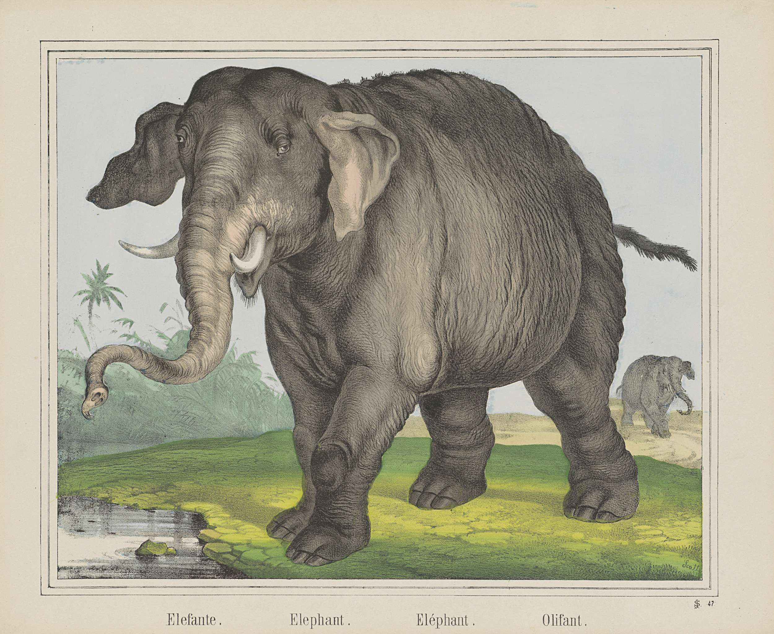 Elefante. / Elephant. / Eléphant. / Olifant