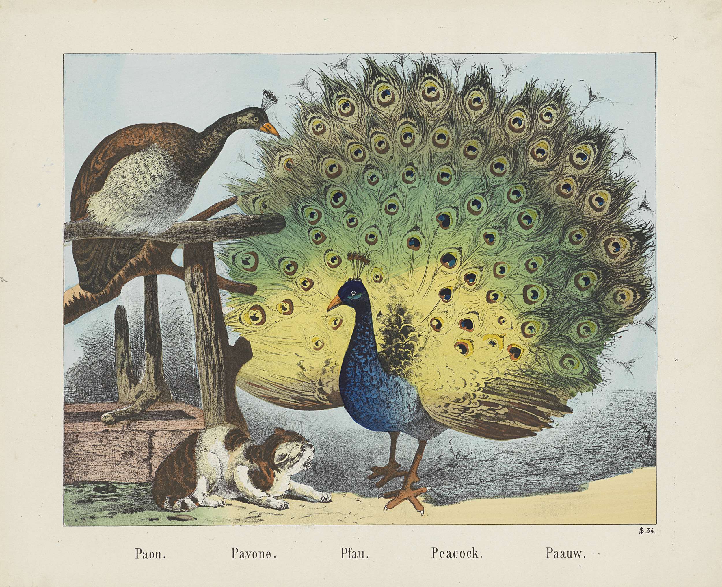 Paon. / Pavone. / Pfau. / Peacock. / Paauw