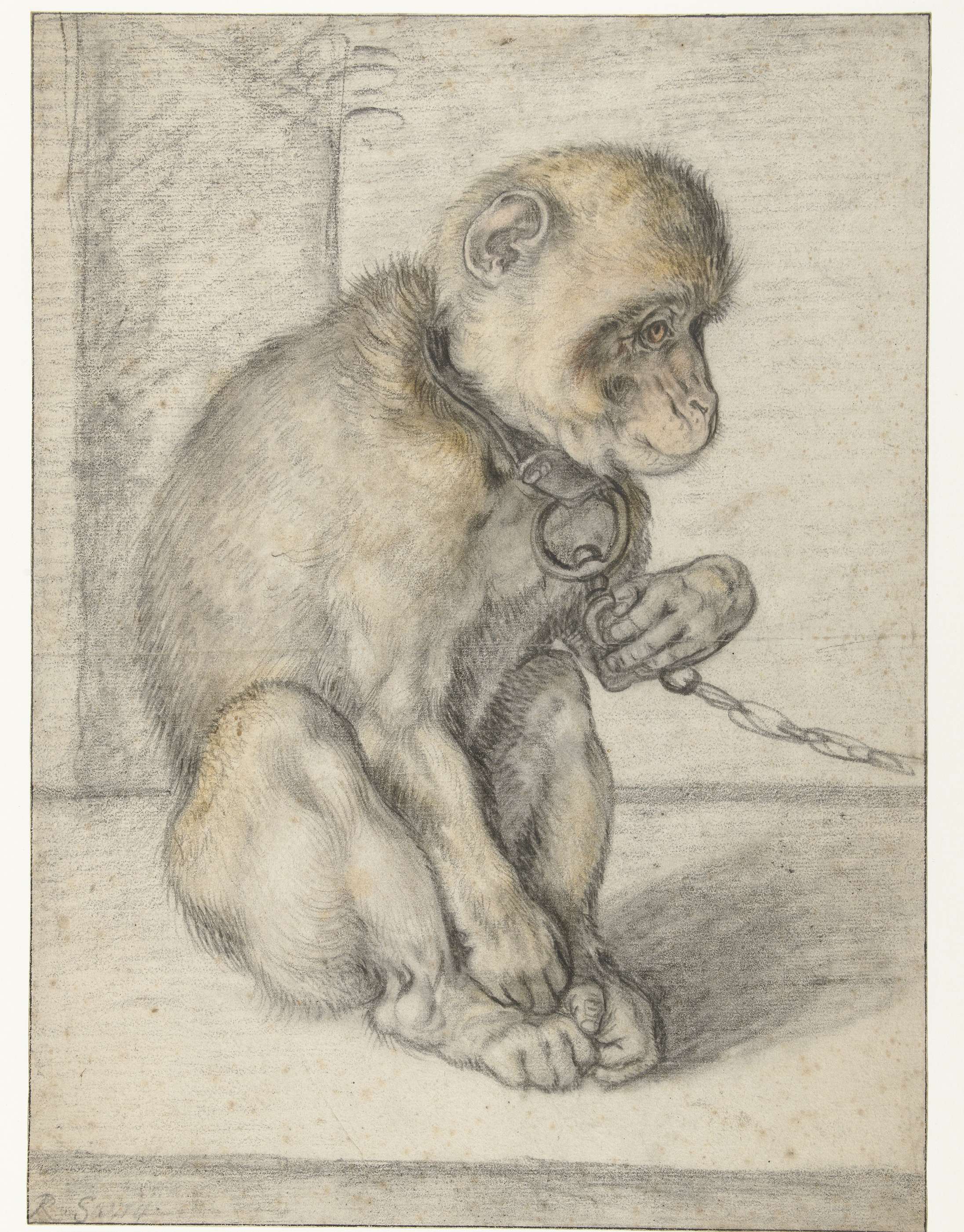 monkey