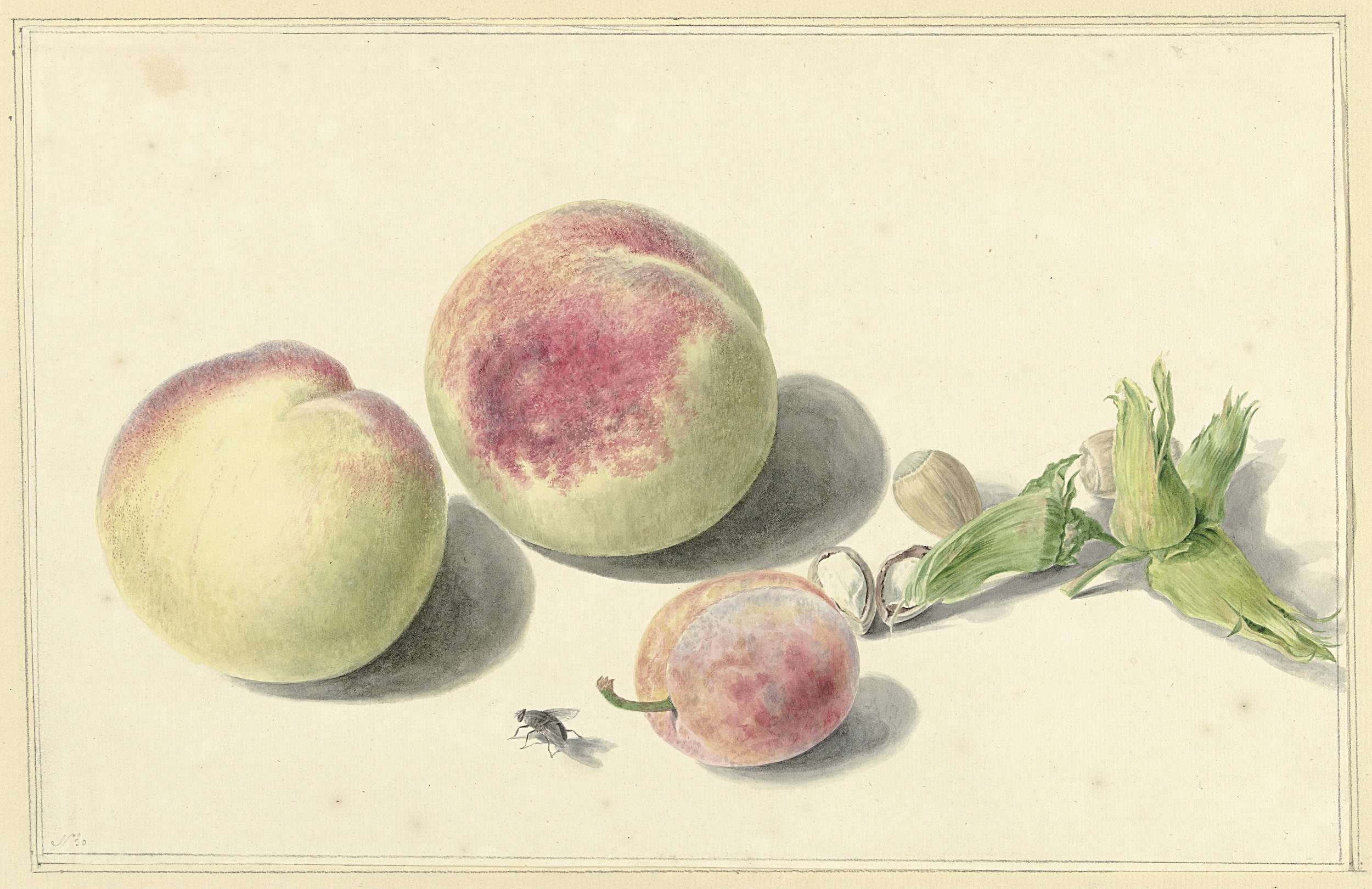 Perziken, noten, een pruim en een vlieg