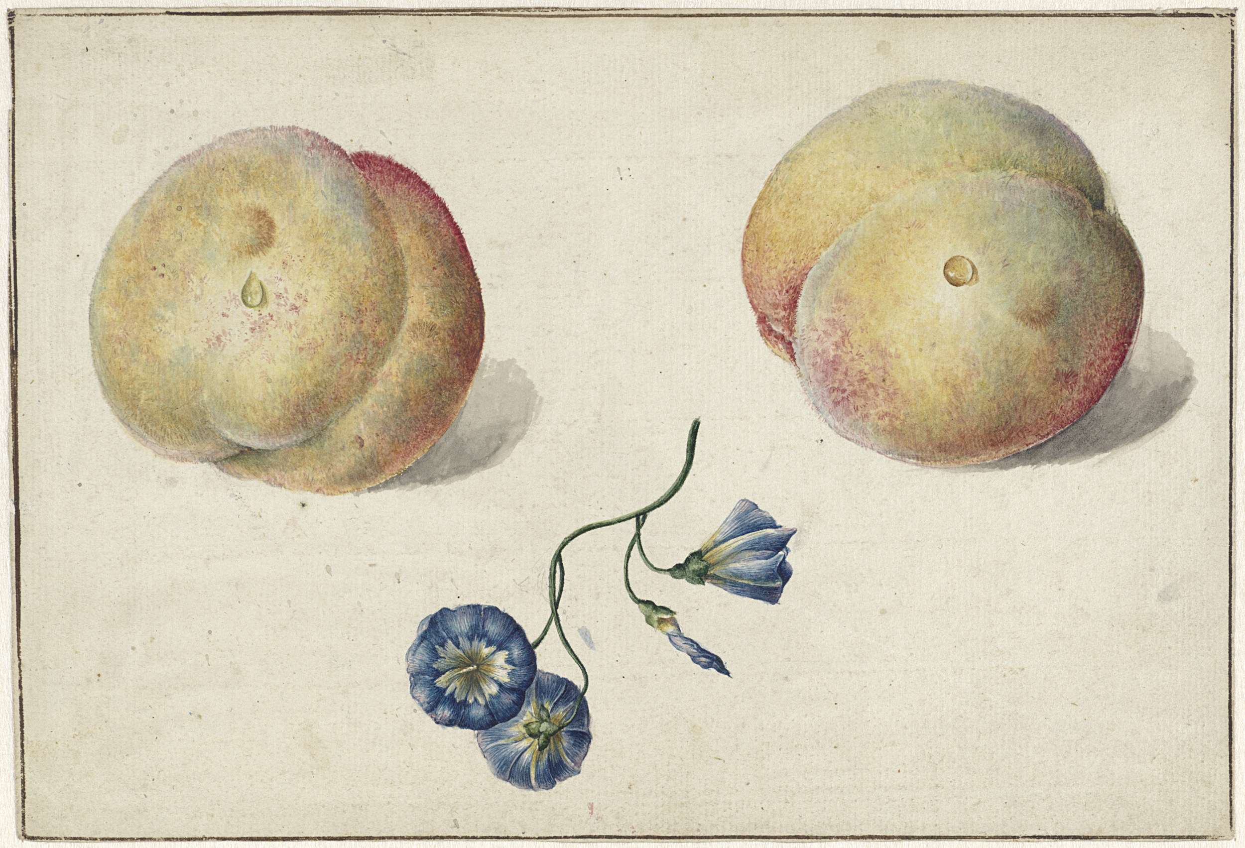 Twee perzikken en een bloem
