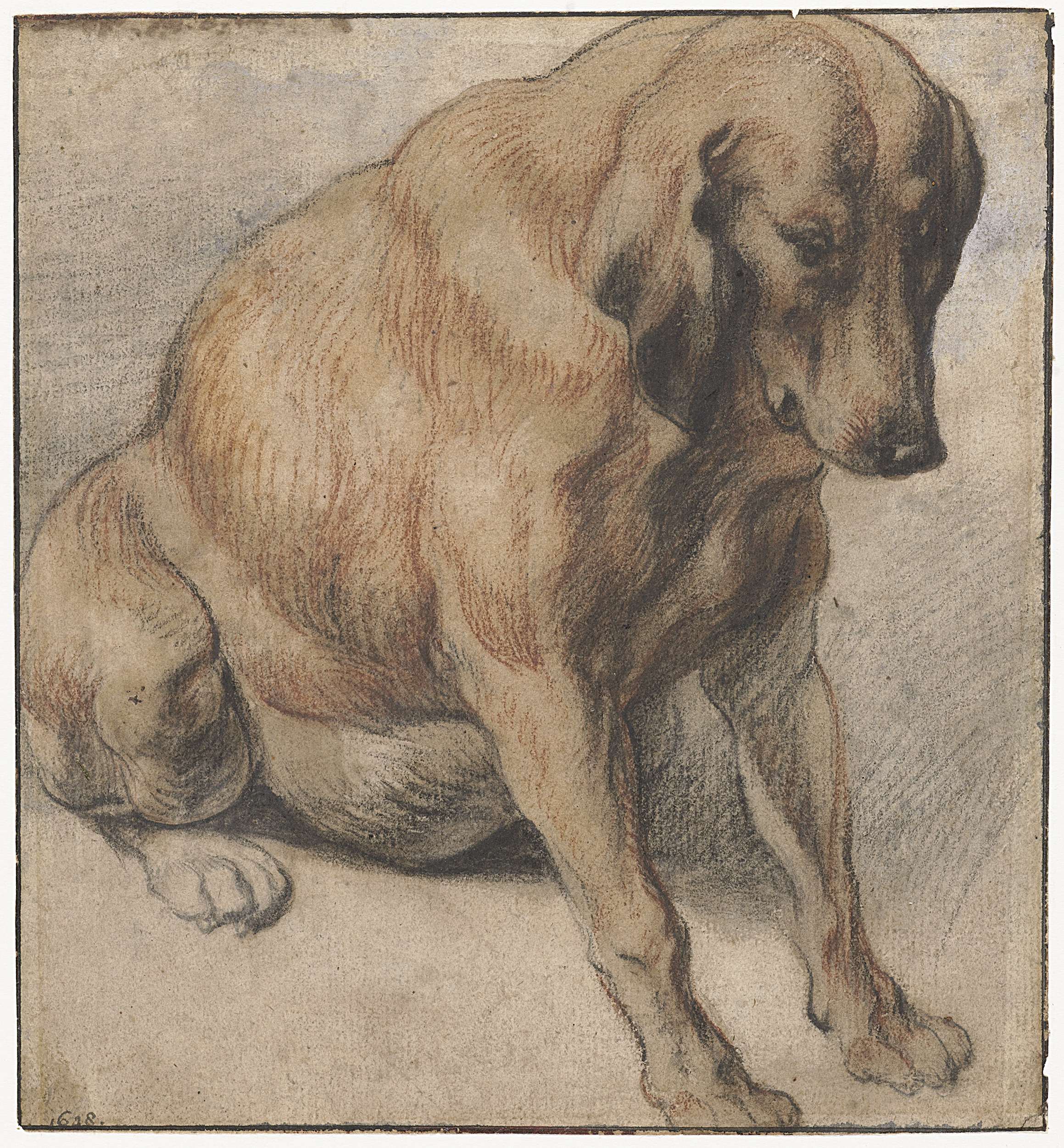 Zittende hond