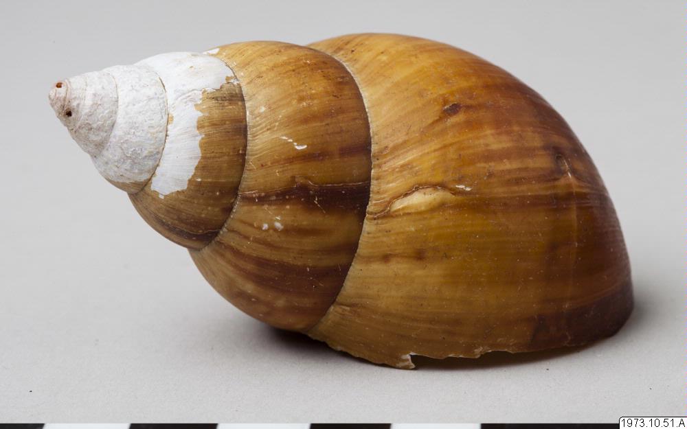 snäcka, shell
