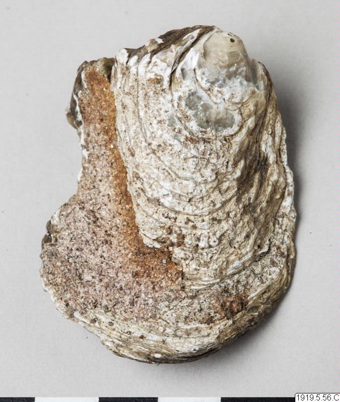 shell