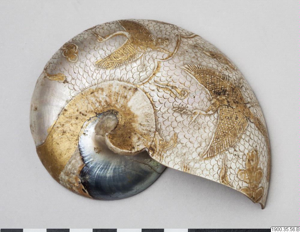 snäcka, shell