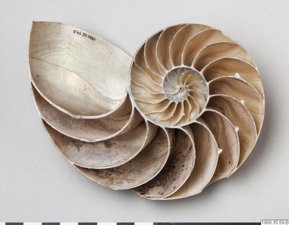 shell