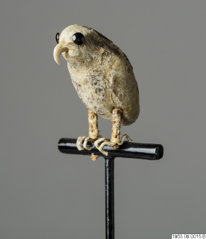 fågel