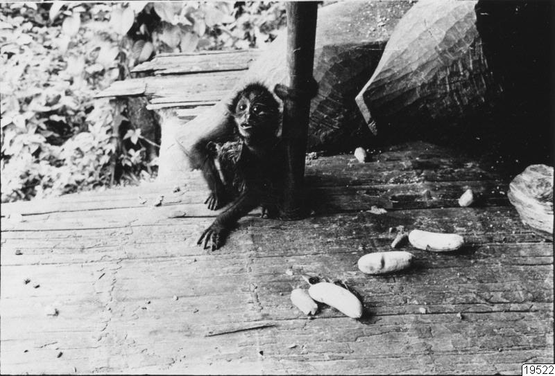 animals, monkey, captivity, spider monkey, photography, ph