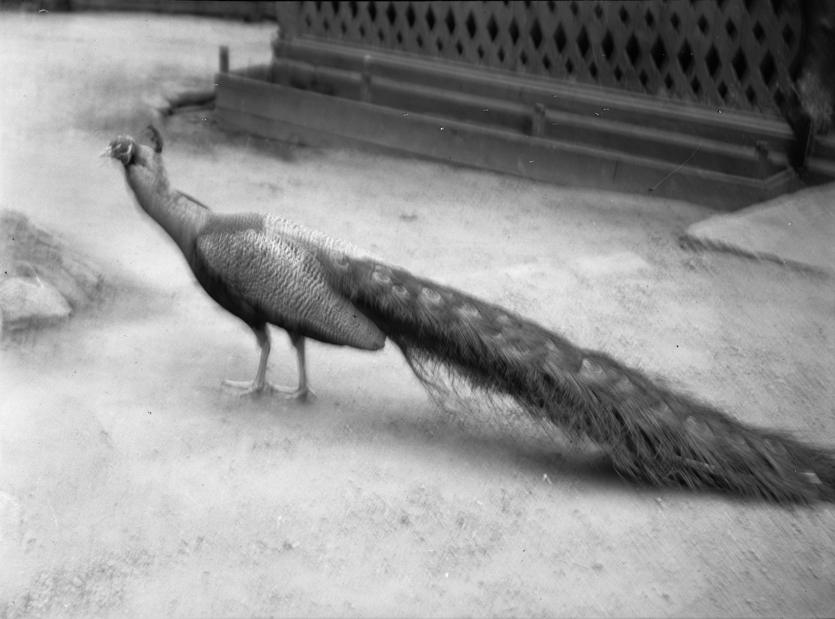 Peacock out on the farm, probably in Sweden