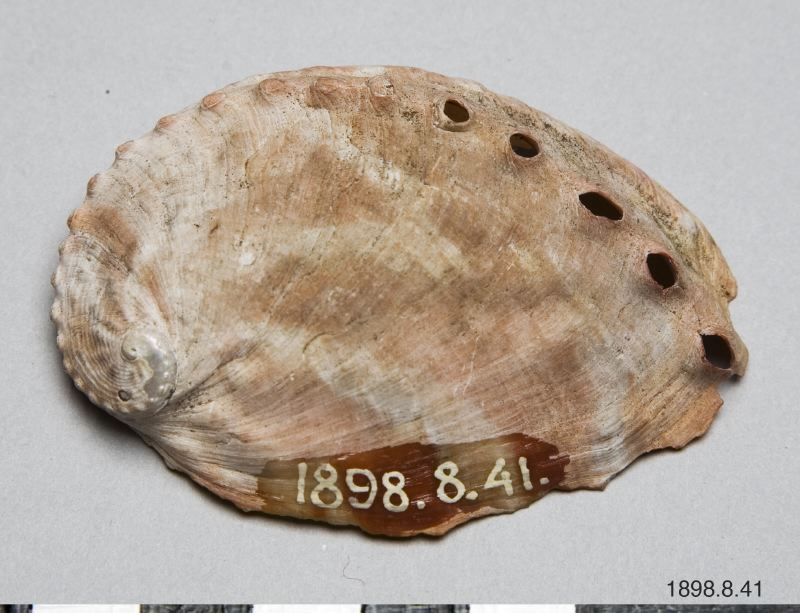 shell