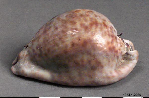 snäcka, shell