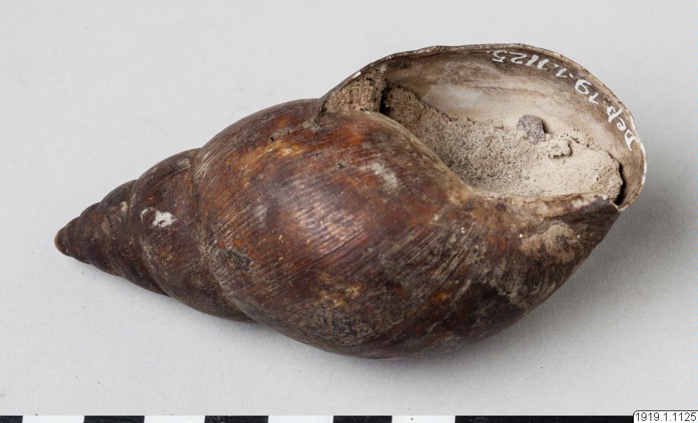 amulet, shell