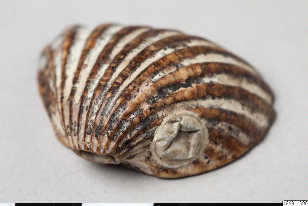 shell