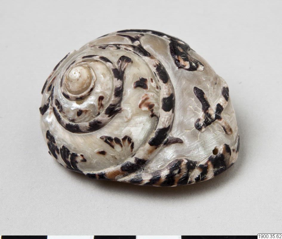 shell