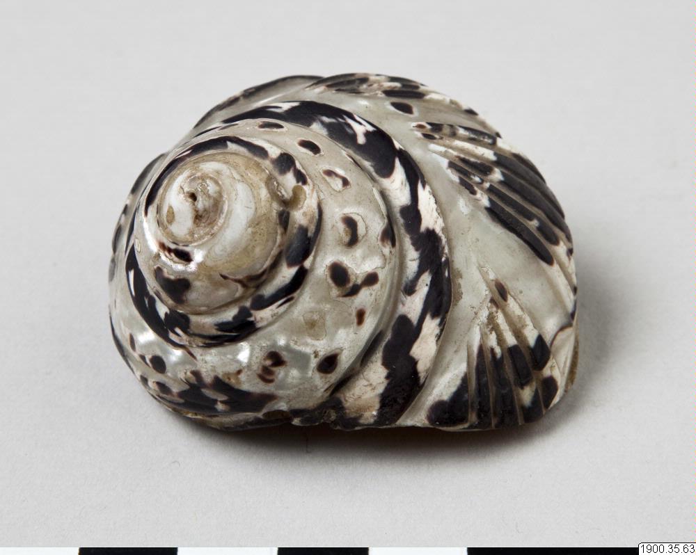 shell