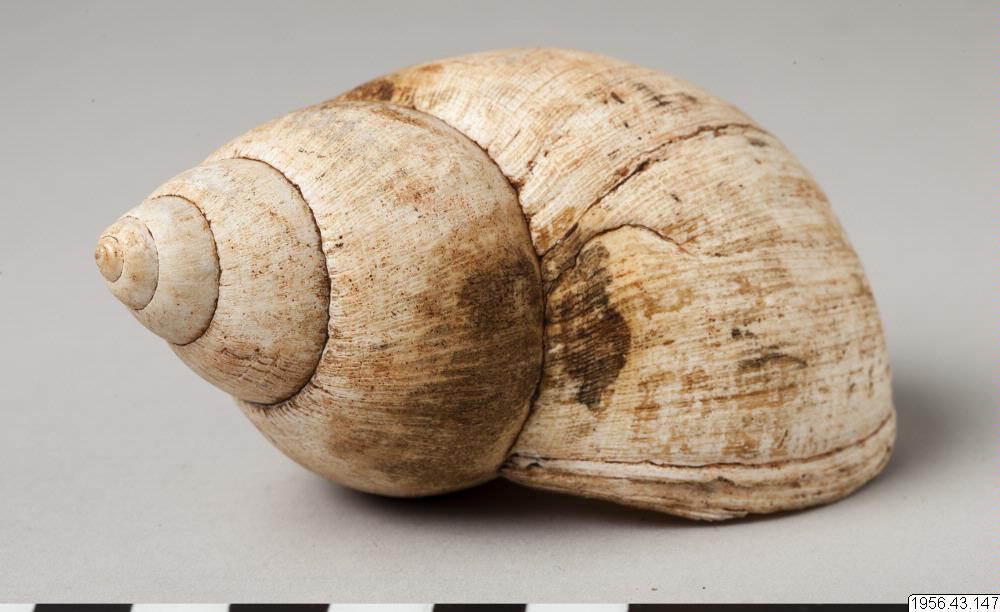 snäckskal, ritualia, shell