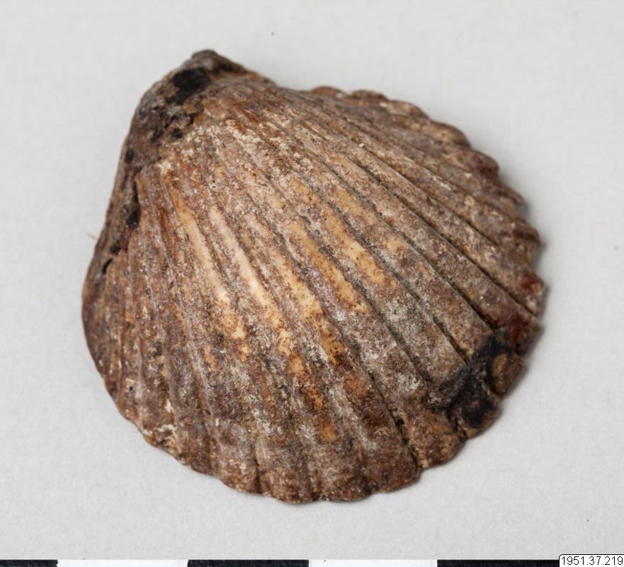 shell, shell