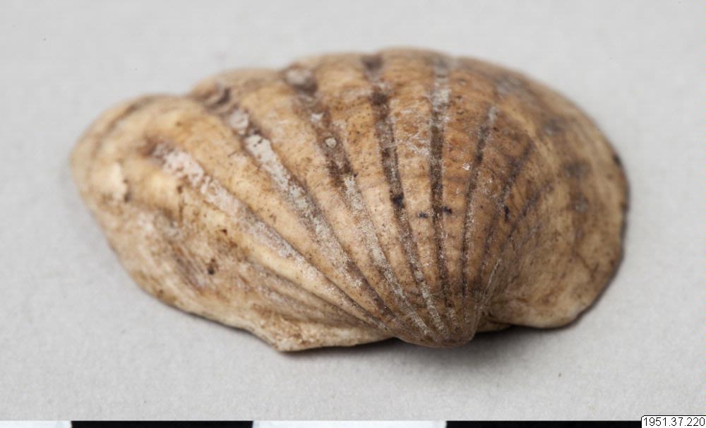shell, shell