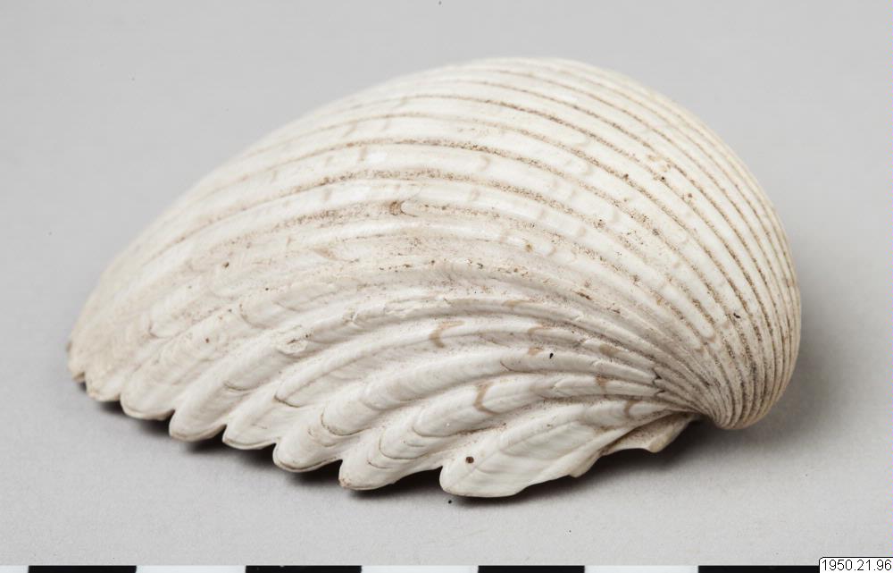 shell shell