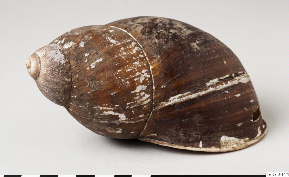 snäcka, shell