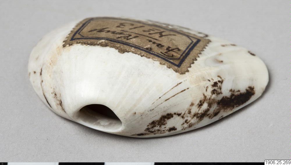shell