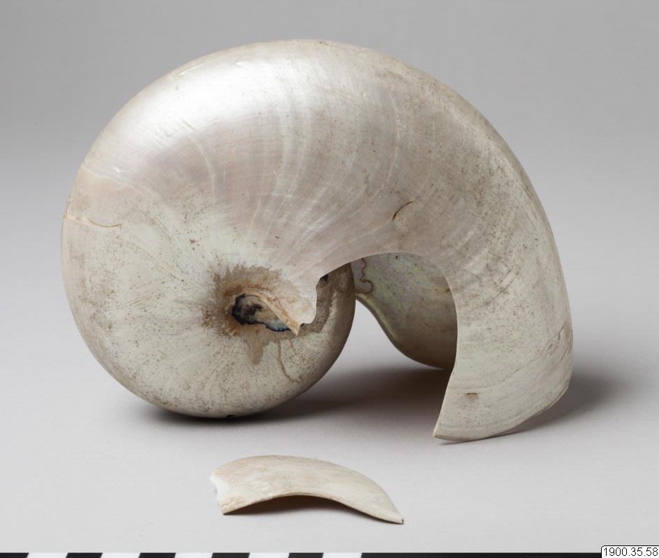 shell shell