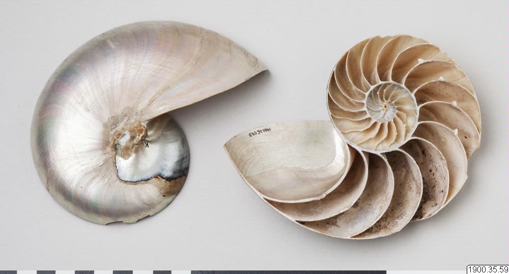 snäcka, shell