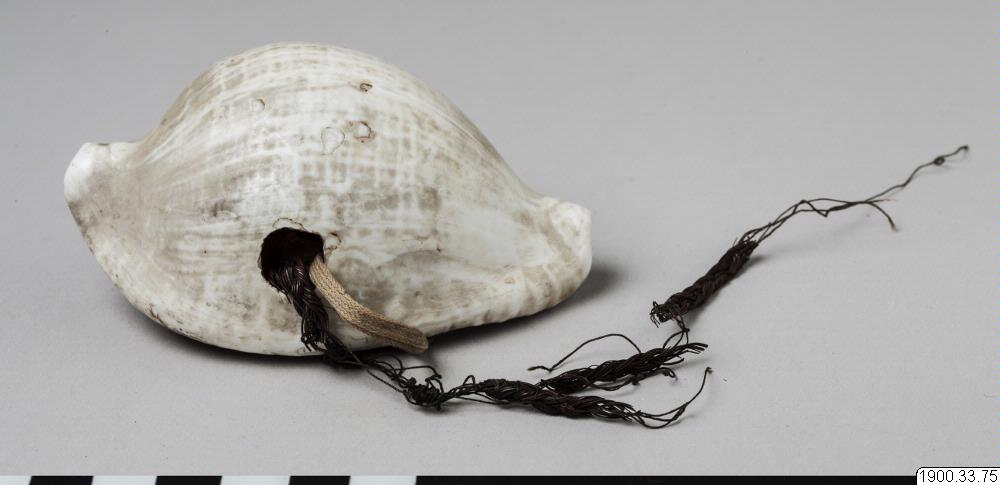 shell