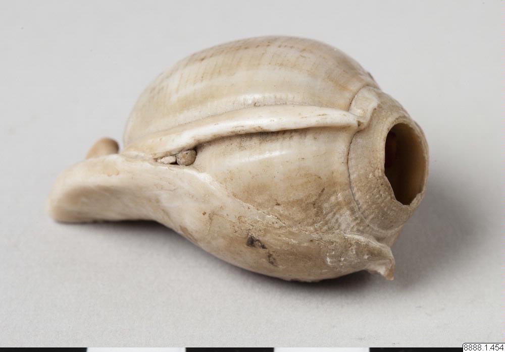 snäcka, shell