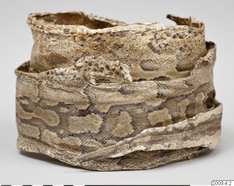 ormskinn, snake skin