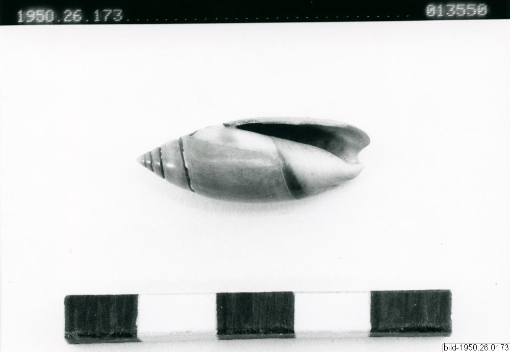 snäcka, shell